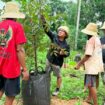 SEDERHANA: Ketua Komisi I DPRD Sumenep Darul Hasyim Fath melakukan penanaman pohon durian di Dusun Baru, Desa Masalima, Kecamatan Masalembu, Minggu (14/12).